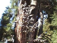 磐梯高原：土津神社桜まつり・その３