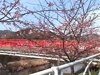 河津桜まつり０６